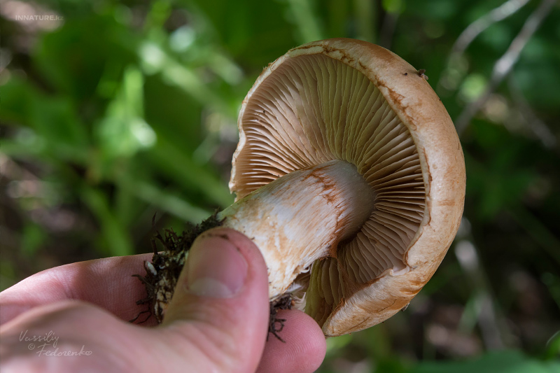 cortinarius-14.jpg