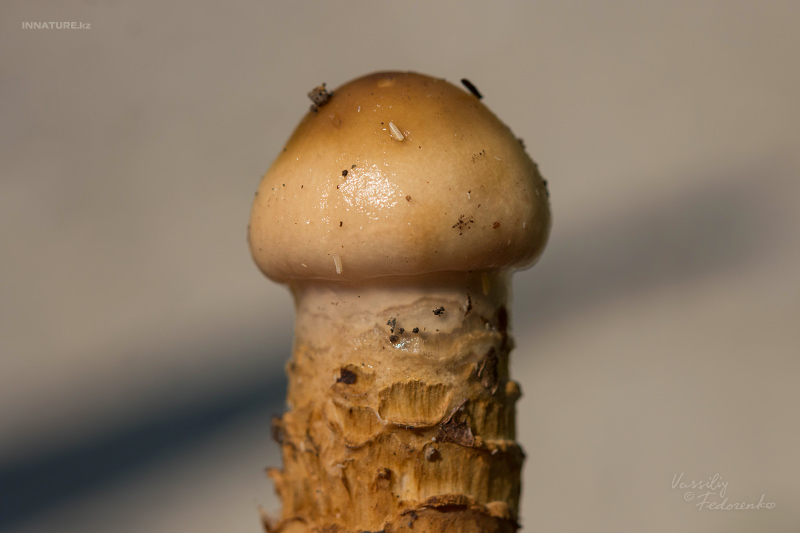 cortinarius-14_1.jpg