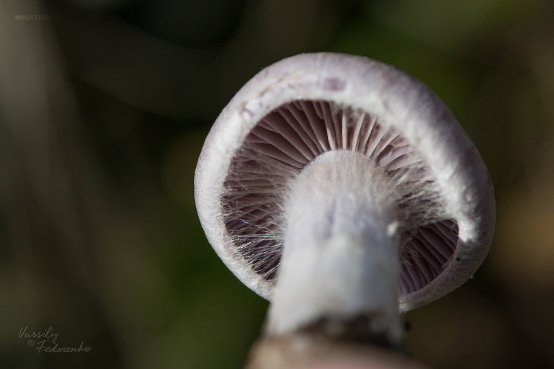 cortinarius-14_6.jpg