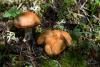cortinarius-14_t1_3.jpg