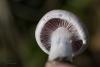 cortinarius-14_t1_6.jpg