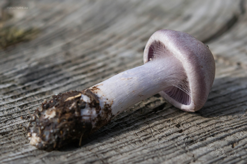 cortinarius-15_6.jpg