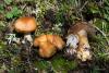 cortinarius-15_t1_3.jpg