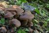 cortinarius-15_t1_5.jpg