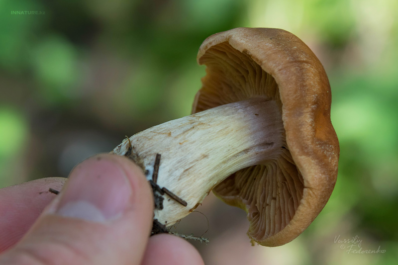 cortinarius-16.jpg