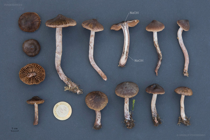 cortinarius-16_1.jpg