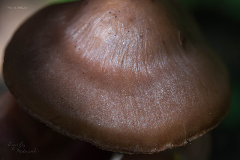 cortinarius-16_5.jpg