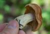 cortinarius-16_t1.jpg