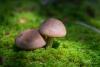 cortinarius-16_t1_4.jpg