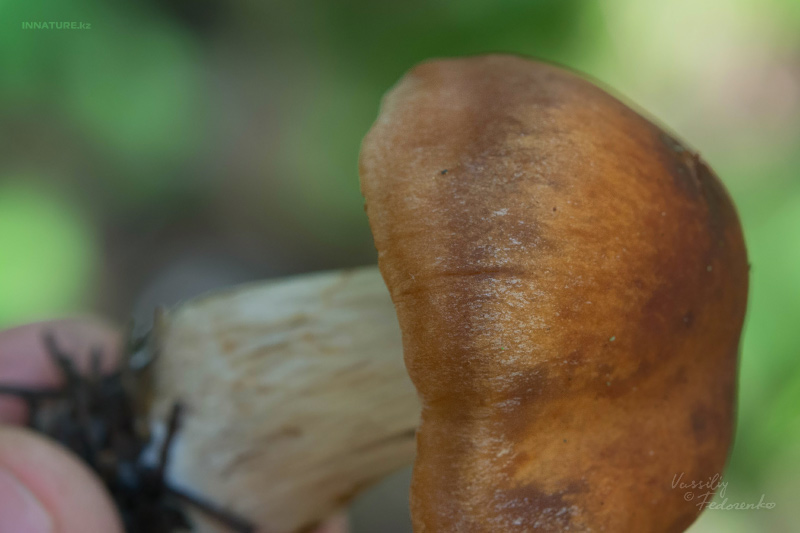 cortinarius-17.jpg