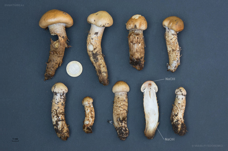 cortinarius-17_1.jpg