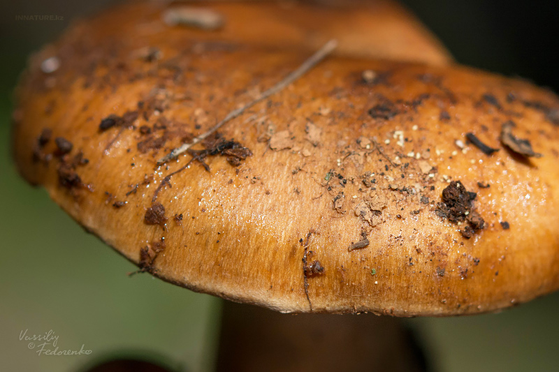 cortinarius-17_3.jpg