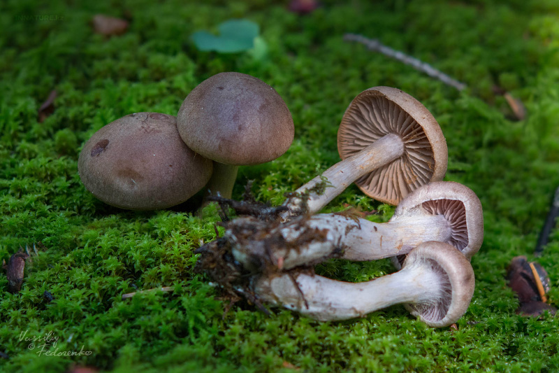 cortinarius-17_4.jpg