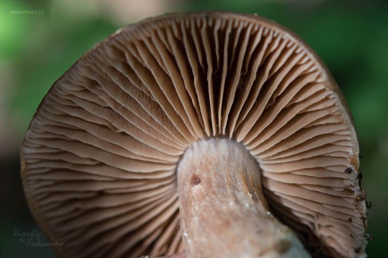 cortinarius-17_5.jpg