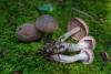 cortinarius-17_t1_4.jpg