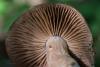cortinarius-17_t1_5.jpg