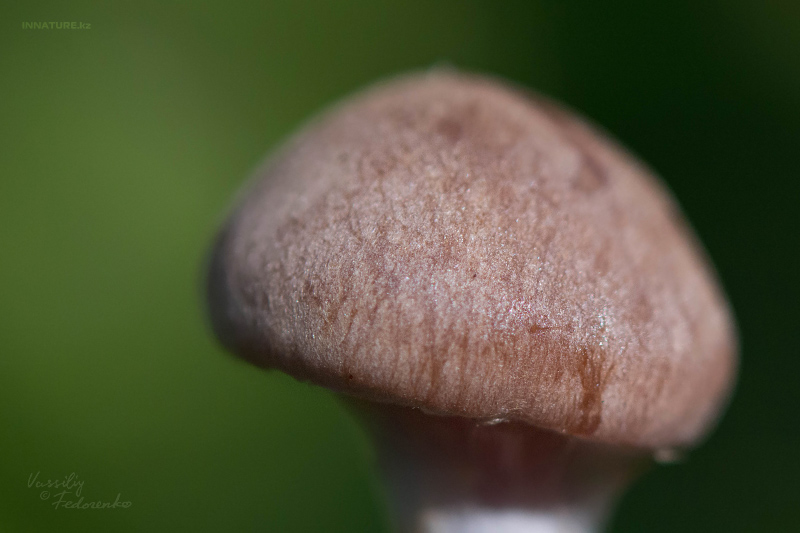 cortinarius-18_2.jpg