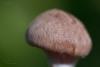 cortinarius-18_t1_2.jpg