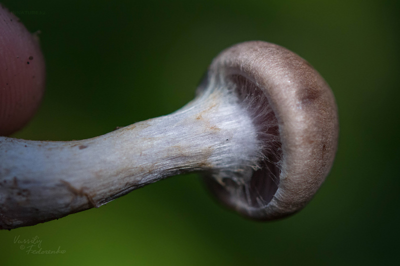 cortinarius-19_1.jpg