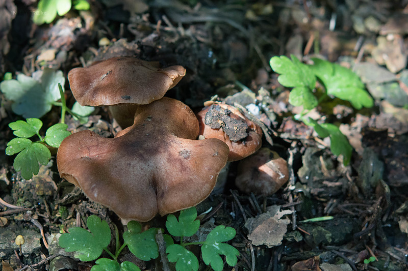 cortinarius-19_2.jpg