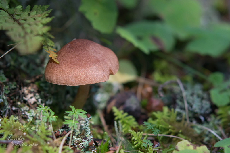 cortinarius-20_1.jpg