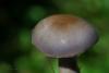 cortinarius-20_t1.jpg