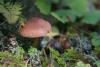 cortinarius-20_t1_1.jpg
