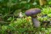 cortinarius-21_t1.jpg