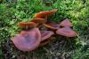 cortinarius-21_t1_1.jpg