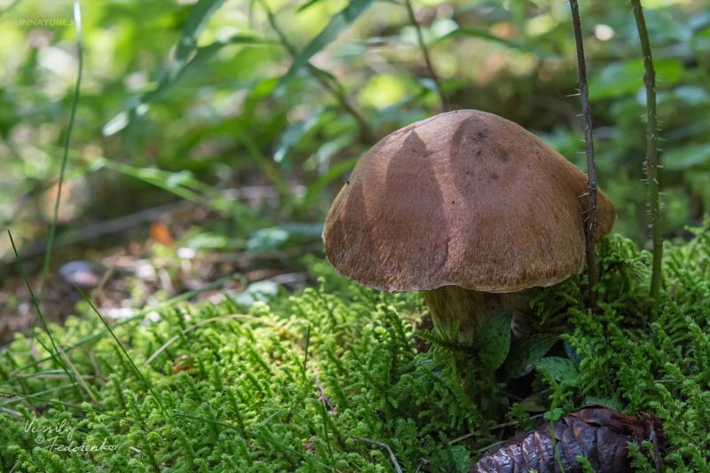 cortinarius-22_1.jpg
