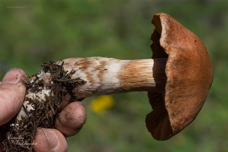 cortinarius-23_1.jpg