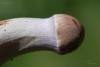 cortinarius-23_t1.jpg