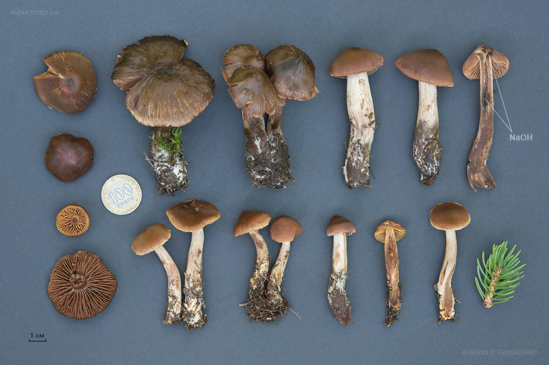 cortinarius-24.jpg