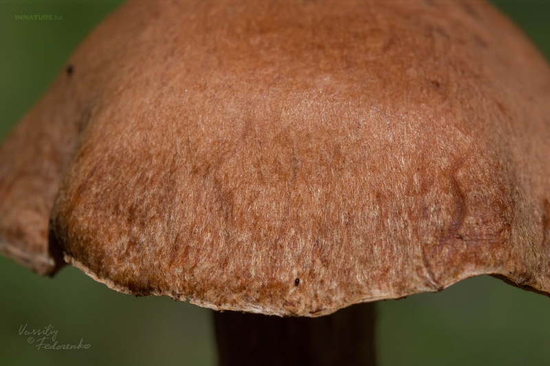 cortinarius-24_1.jpg