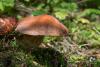 cortinarius-25_t1_1.jpg