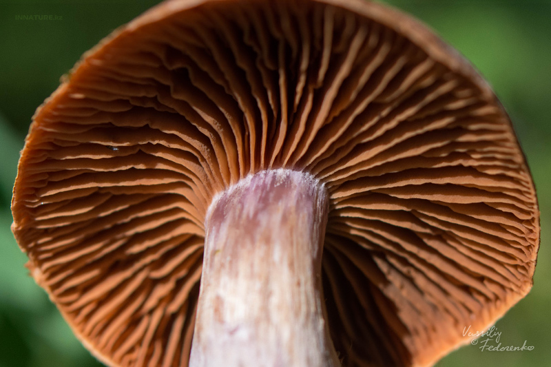 cortinarius-26_1.jpg