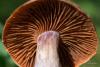 cortinarius-26_t1_1.jpg