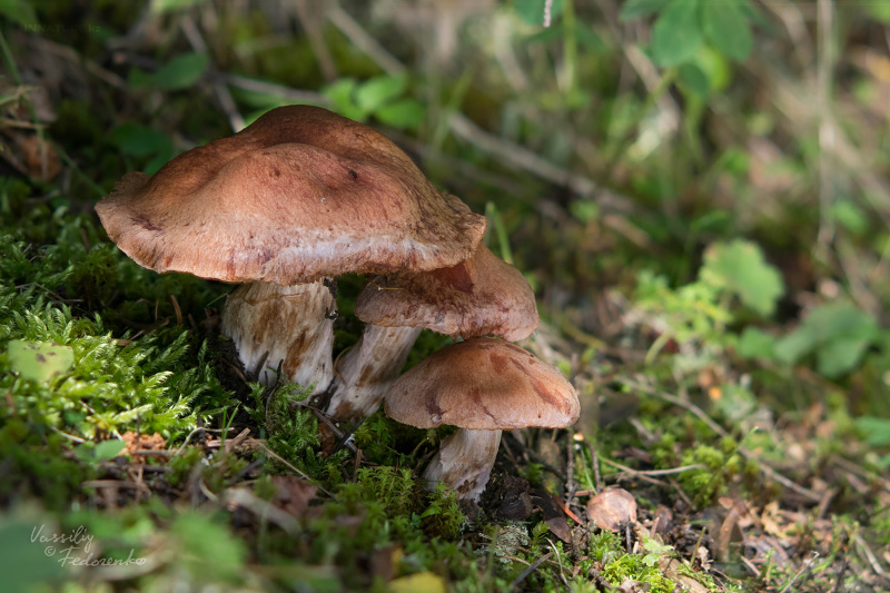 cortinarius-27_1.jpg