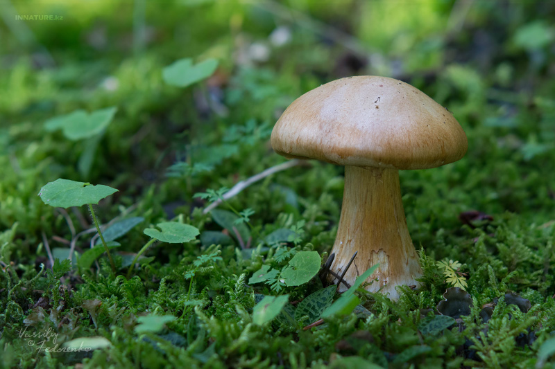 cortinarius-28_1.jpg
