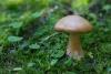 cortinarius-28_t1_1.jpg
