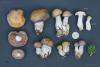 cortinarius-29_t1.jpg