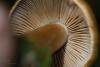 cortinarius-30_t1.jpg