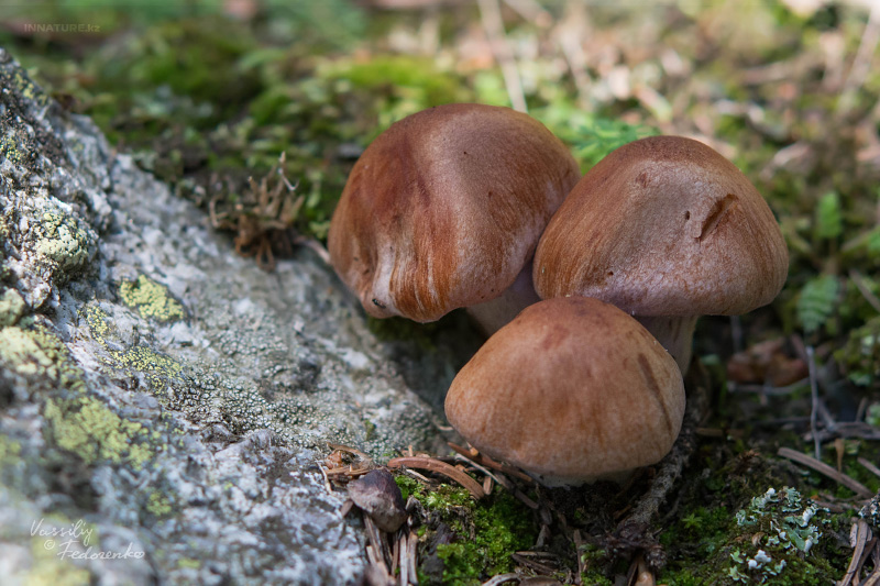 cortinarius-31.jpg