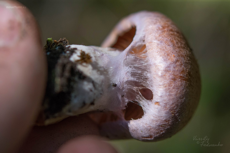 cortinarius-32.jpg