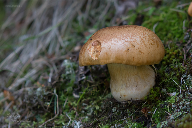 cortinarius-33.jpg