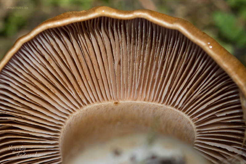 cortinarius-34.jpg