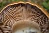 cortinarius-34_t1.jpg