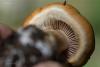 cortinarius-35_t1.jpg