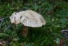 cortinarius-36_t1.jpg