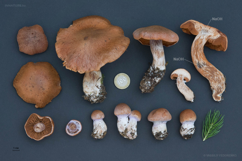 cortinarius-39.jpg